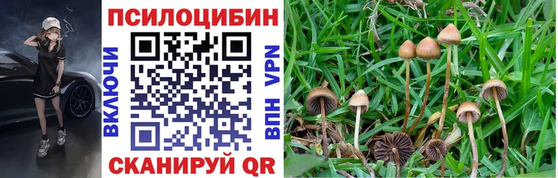 Галлюциногенные грибы Psilocybe  купить наркотик  Кореновск 